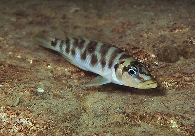 Neolamprologus fasciatus 'Ulwile Island'